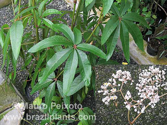 B. digitata var. digitata